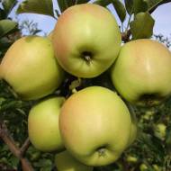 Саженец Яблоня Скифское золото в контейнере